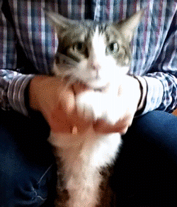 gato-carlo